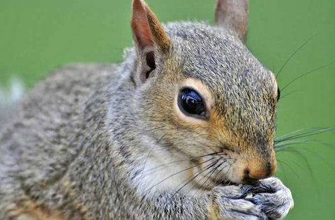 زنگ خطر برای انقراض سنجاب ایرانی