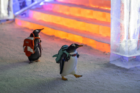 مدرسه پنگوئن‌ها در فستیوال زمستانی چین