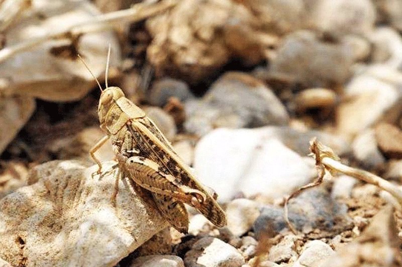 وجود ملخهای صحرایی در استان بوشهر نگرانکننده نیست ملخ