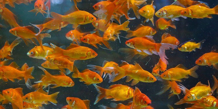 رهاسازی ماهی قرمز در طبیعت عامل انتشار بیماری است