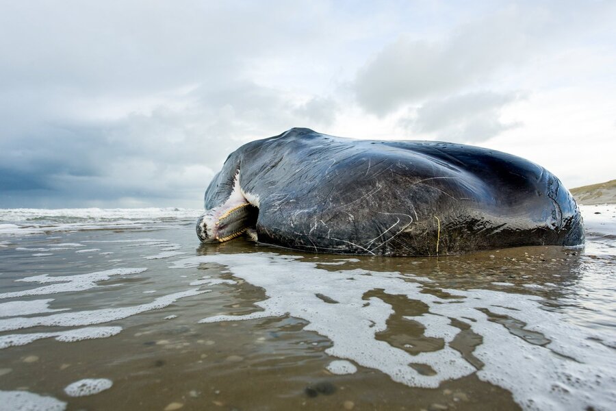 عکس روز: نهنگ مرده پر از پلاستیک
