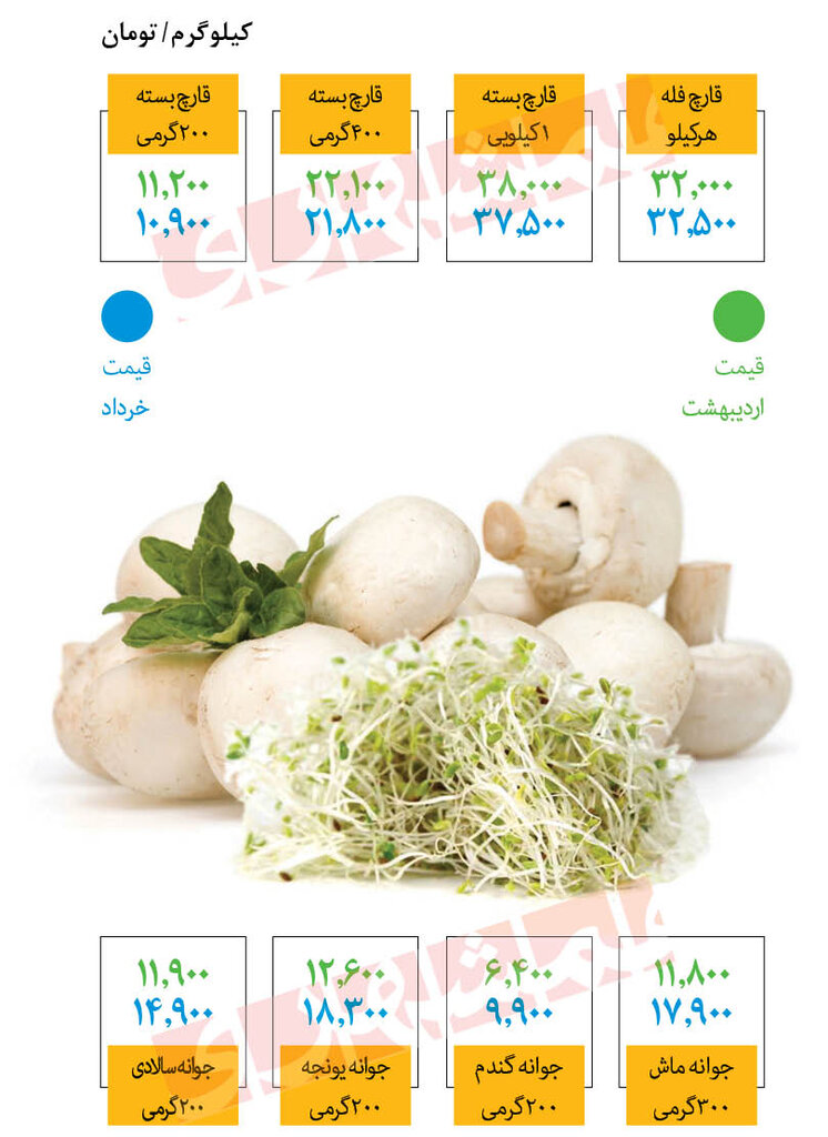 قیمت انواع قارچ در بازار | هر کیلو قارچ فله چند؟