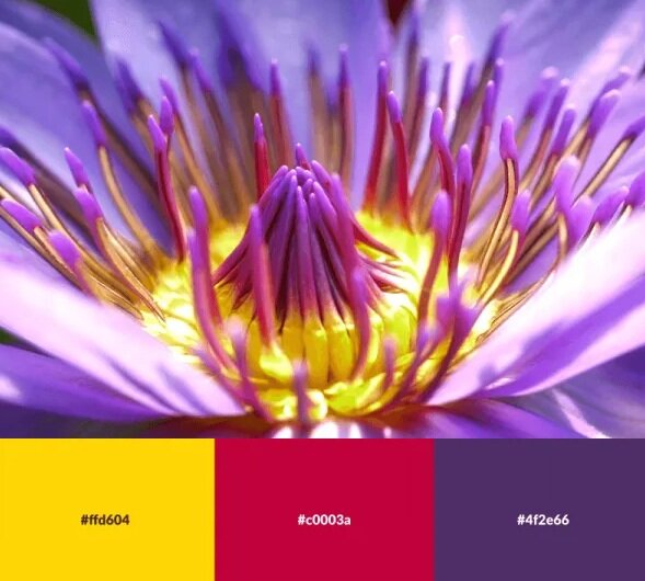 تصاویر | رنگ هایی که ترکیب آنها خانه‌تان را زیبا می‌کند | پالت های رنگی الهام گرفته از طبیعت