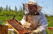 نشانه‌های عسل مرغوب که از آن بی خبرید | شکرک زدن عسل نشانه خوبی است؟ | خواص انواع عسل‌های گیاهی را بشناسید