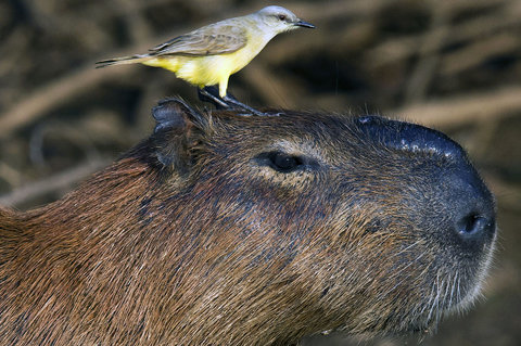 capybara