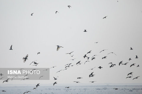 پرندگان مهاجر در تالاب هورالعظیم (عکس)