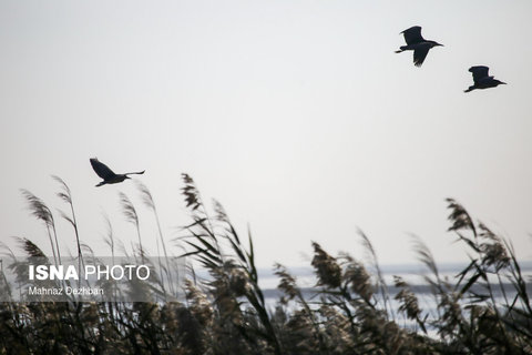پرندگان مهاجر در تالاب هورالعظیم (عکس)