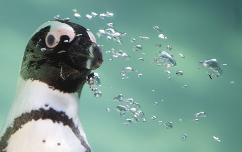 شنای پنگوئن