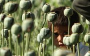درخواست یک نماینده مجلس برای صدور مجوز کشت خشخاش