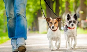 فیلم | سگ‌ها هم کرونا می‌گیرند هم ناقل می‌شوند