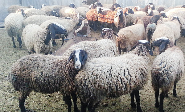واردات گوسفند