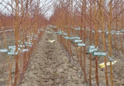 بیزینس درختکاری در ایران |  هدیه NFT درخت به جای درخت واقعی