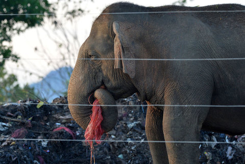 فیل و آلودگی محیط زیست