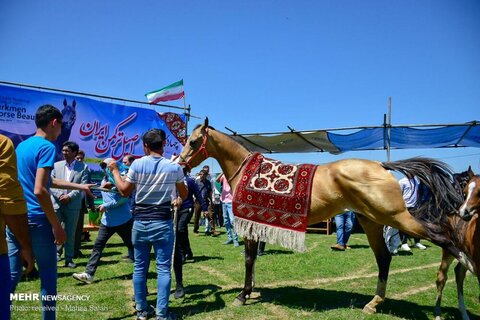 جشنواره ملی زیبایی اسب اصیل ترکمن