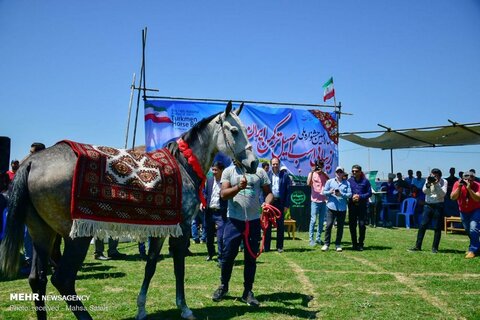 جشنواره ملی زیبایی اسب اصیل ترکمن