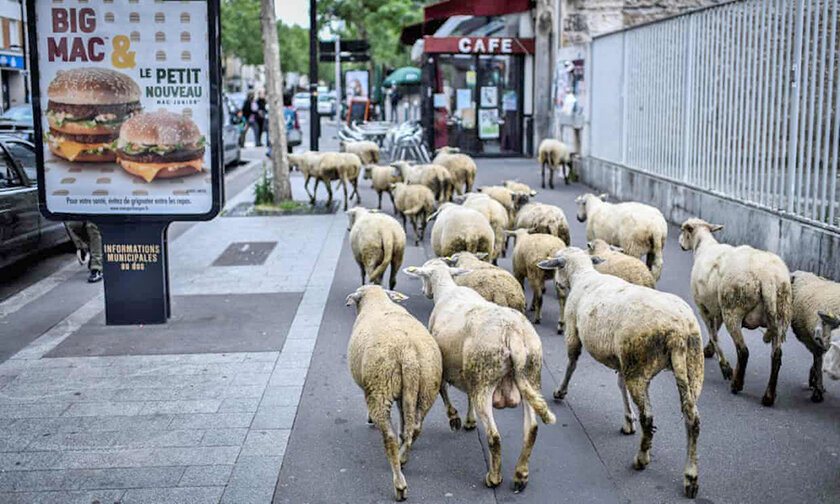 گوسفندان در كلاس درس
