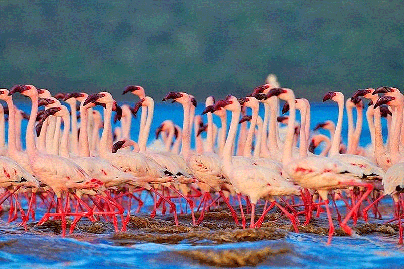 شمار فلامینگوهای دریاچه ارومیه به ۴۵ هزار بال افزایش می‌یابد