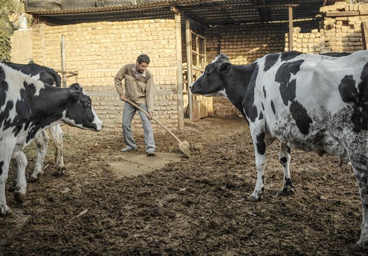 دامداری‌های سنتی