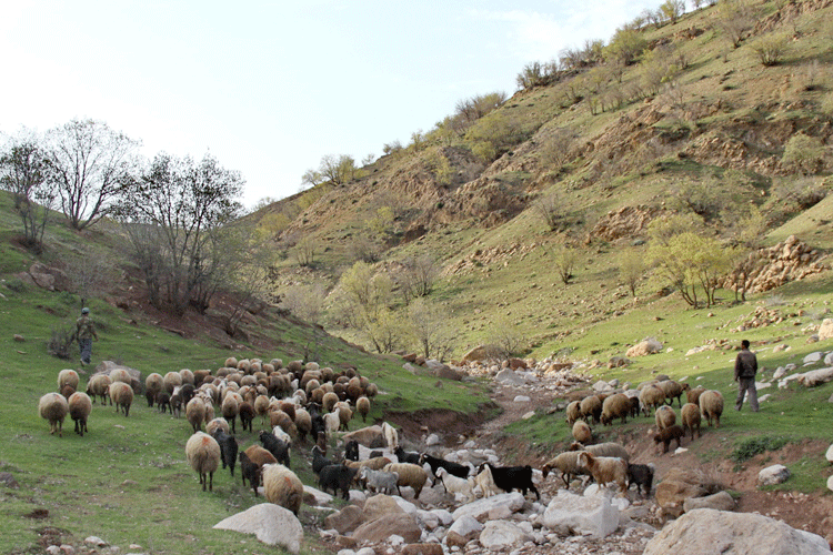 چرای بی‌رویه در البرز