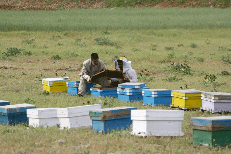 تولید عسل در طبیعت کردستان