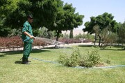 درختان خشک تهران باید جمع آوری می‌ شوند | تغییر وضعیت در آبیاری بوستانهای جنگلی تهران