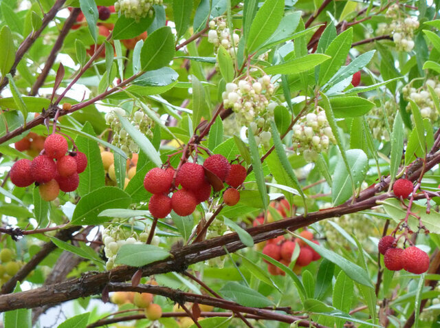 درخت توت‌فرنگی