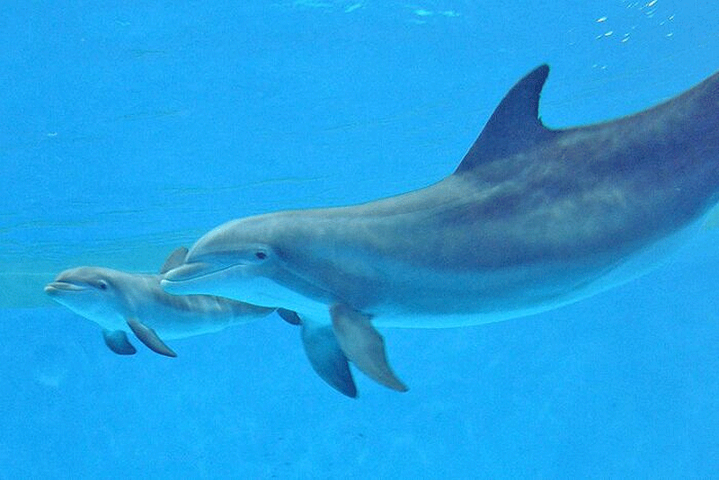 ژن‌های محافظتی، عامل بقای دلفین‌ها در اکوسیستم‌های خاص