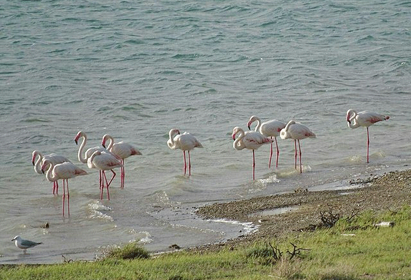 شمار فلامینگوهای دریاچه ارومیه به ۴۵ هزار بال می‌رسد