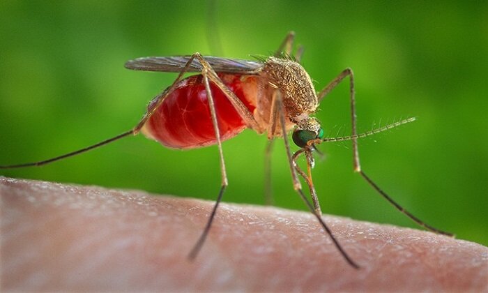 مالاريا
