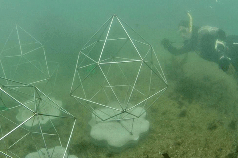 صخره‌های مرجانی مصنوعی مأمنی برای حیات دریایی