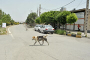 آخرین آمار سگ‌های ولگرد تهران
