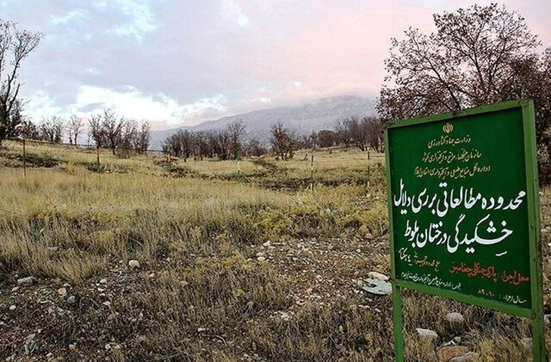 جنگل‌های انبوه غرب ایران هم در حال بیابان شدن هستند
