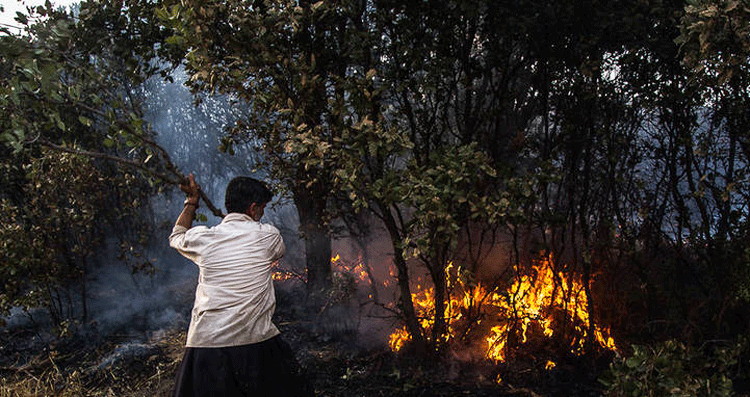 آتش‌سوزي مکرر جنگل‌ها