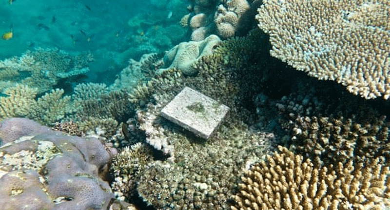 ترمیم نیمی از مرجان‌های سفیدشده خلیج چابهار