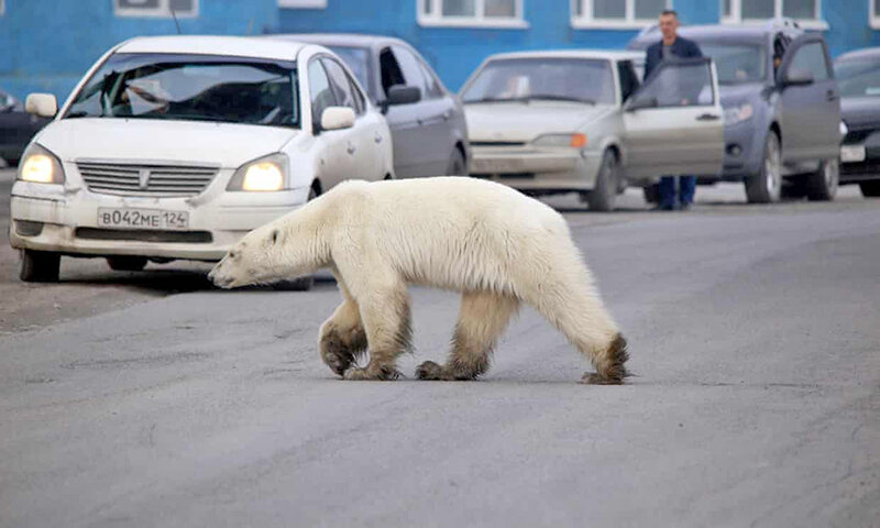 خرس قطبي در شهر