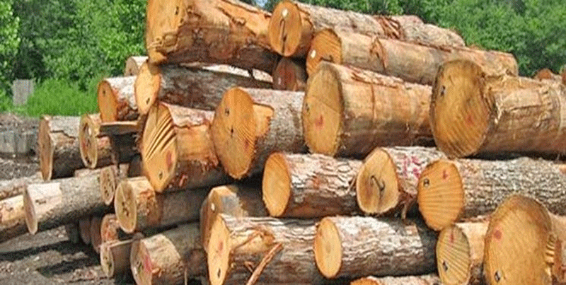 قاچاقچیان چوب، ماموران منابع طبیعی مازندران را زخمی کردند