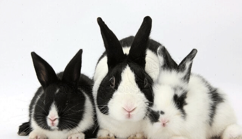 نابودی زندگی خرگوش‌های سراوان به دلیل انباشت پسماند