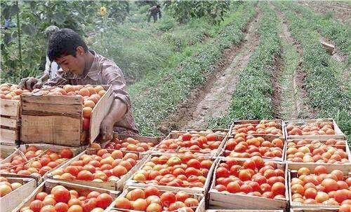 خرید حمایتی گوجه‌فرنگی در اردبیل