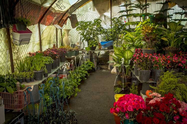 چرا کشت گلخانه‌ای به صرفه است؟