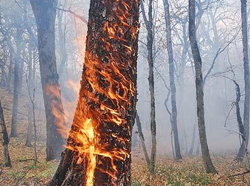 حبس و مجازات نقدی برای آتش‌افروزان در جنگل