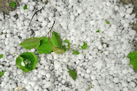 فیلم | ریزش شدید تگرگ در عسلویه