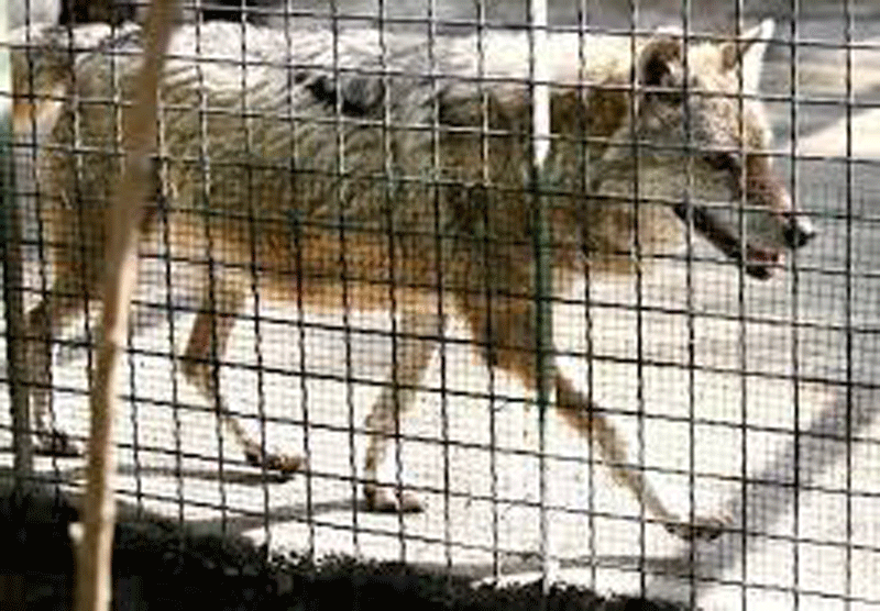 گرگ‌های معدوم شده در باغ‌ وحش تهران ژن خوب نبودند