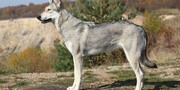 آشنایی با گُرگاس‌