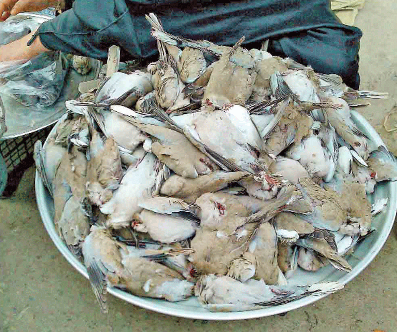 کشتار پرندگان مهاجر از فریدونکنار تا خوزستان