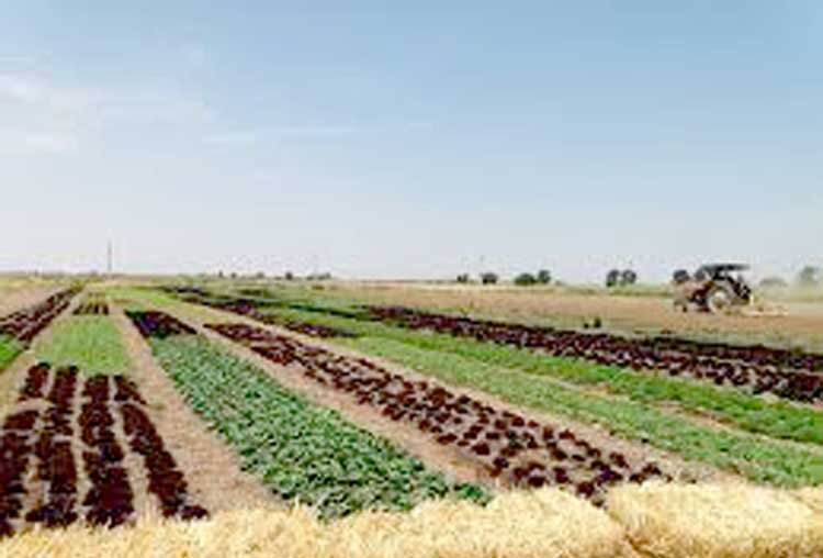نظرآباد؛ پیشگام توسعه کشاورزی در البرز