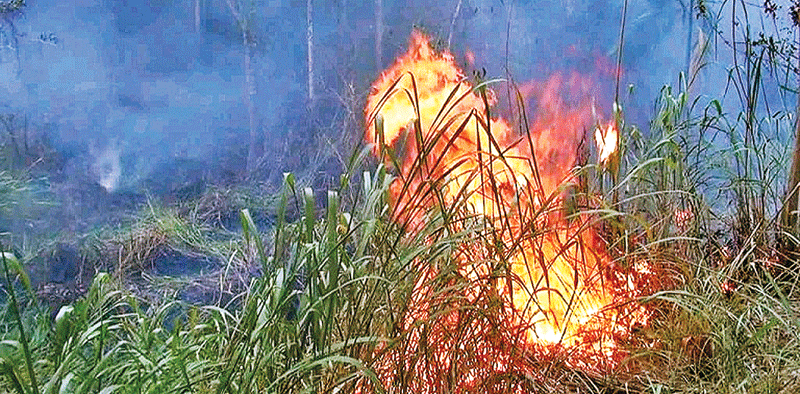 آتش‌سوزی‌های گسترده در جنگل‌های سریلانکا