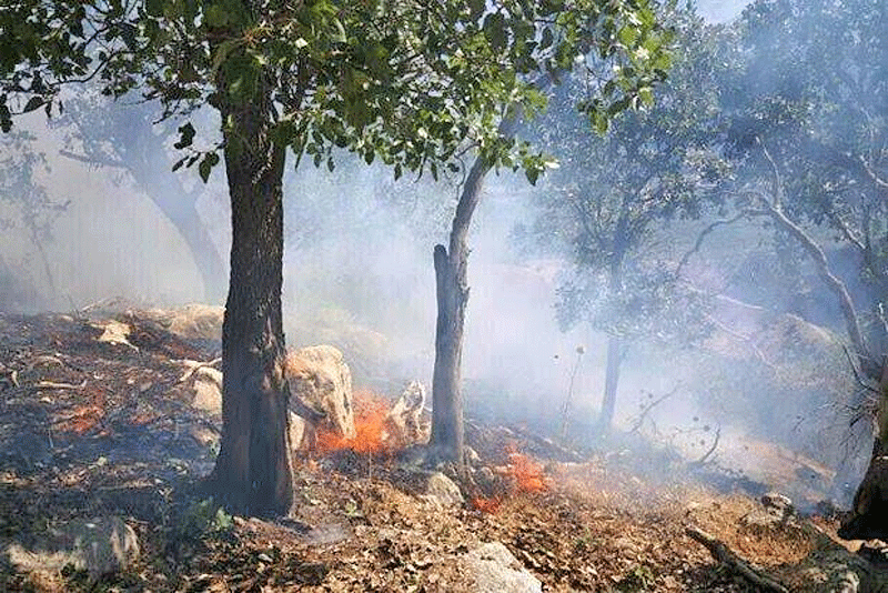 جنگل‌های منطقه دیل گچساران همچنان در آتش می‌سوزد