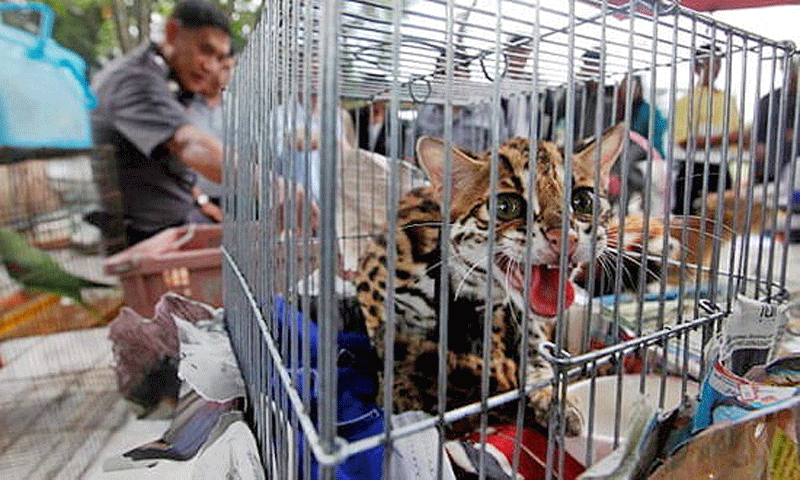 انهدام باندهای قاچاق حیوانات وحشی در جهان