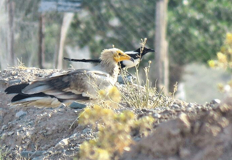 نخستین حضور یک پرنده کمیاب در معرض انقراض در خلیل‌آباد ثبت شد