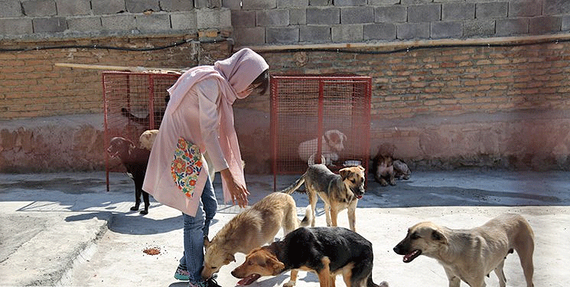 ساماندهی سگ‌های بلاصاحب دماوند با مشارکت فعالان حقوق حیوانات